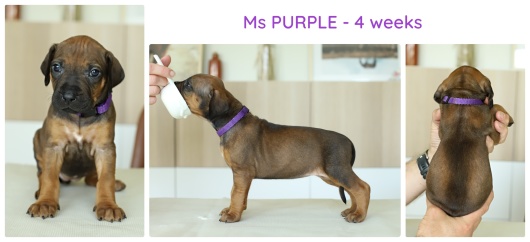 4wks_purple