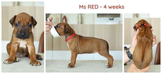 4wks_red