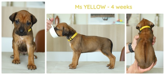 4wks_yellow
