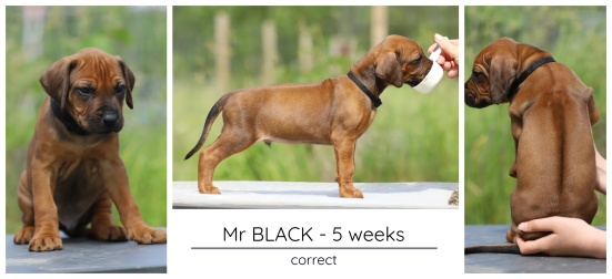 5wks_black