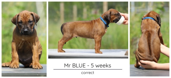 5wks_blue