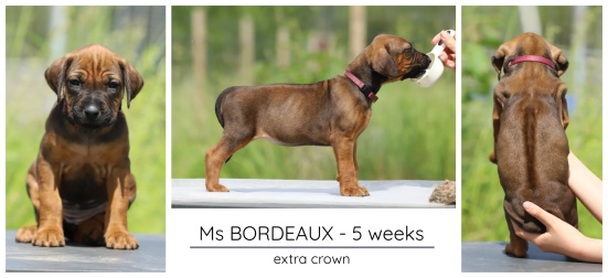 5wks_bordeaux