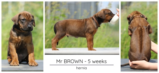 5wks_brown