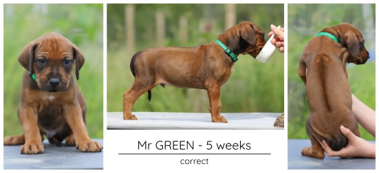 5wks_green