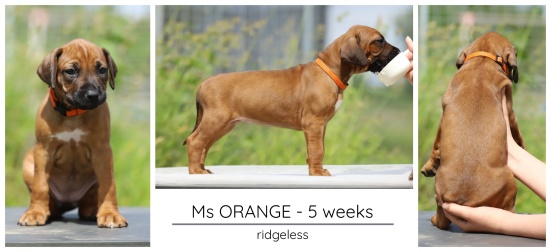 5wks_orange