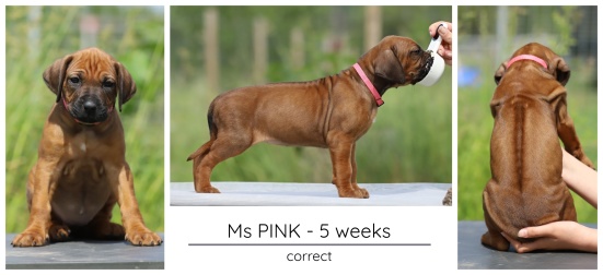 5wks_pink