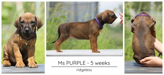 5wks_purple