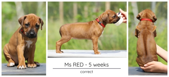 5wks_red