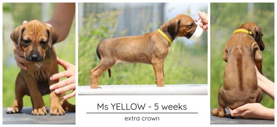 5wks_yellow