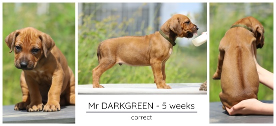 5wks_darkgreen