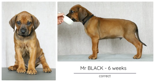 6wks_black