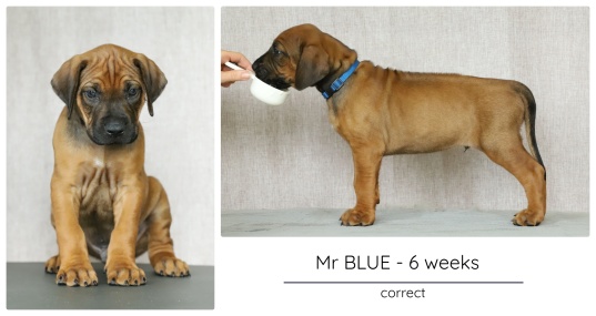 6wks_blue