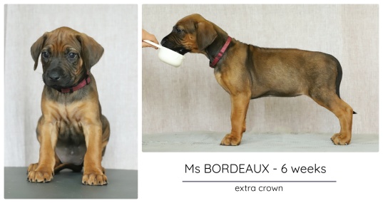 6wks_bordeaux