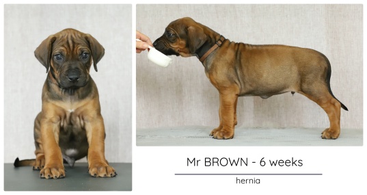 6wks_brown