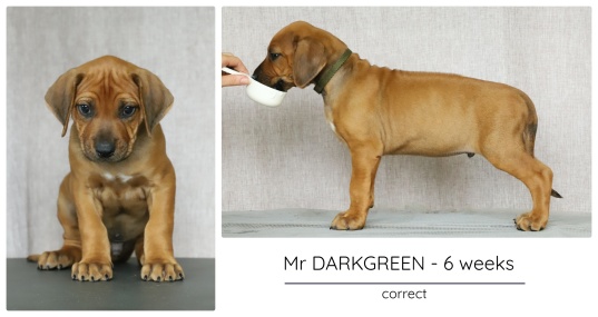 6wks_darkgreen