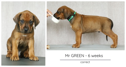 6wks_green