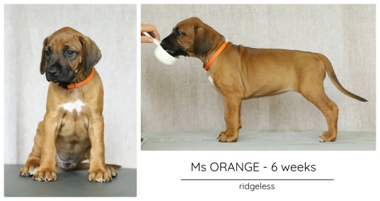 6wks_orange