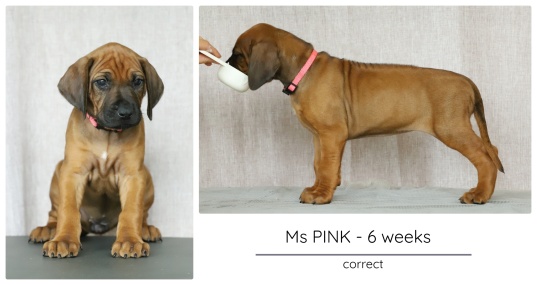6wks_pink