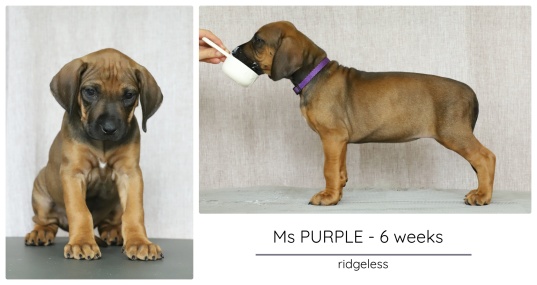 6wks_purple