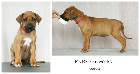 6wks_red