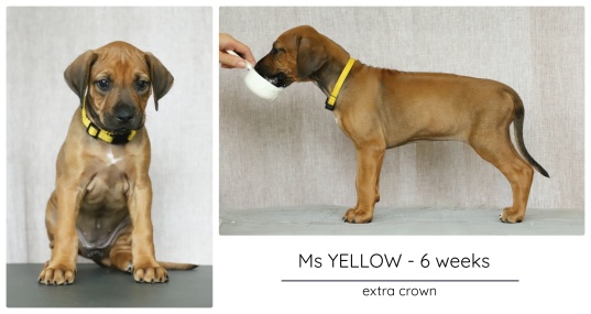 6wks_yellow