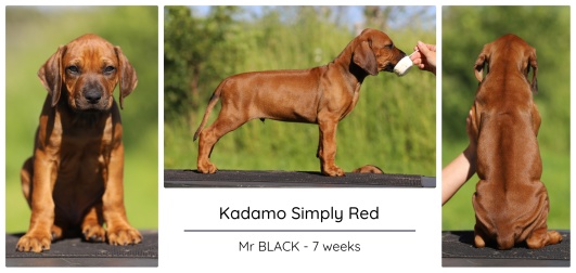 7wks_black