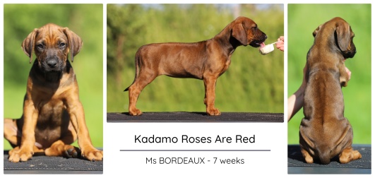 7wks_bordeaux