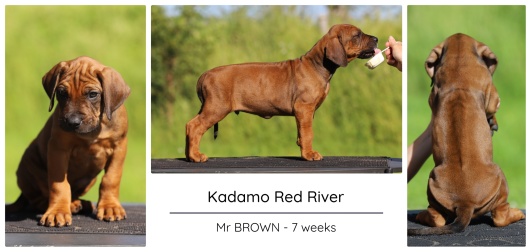 7wks_brown