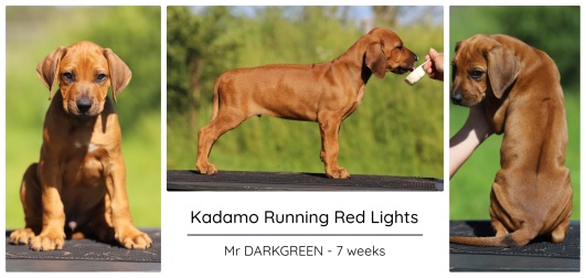 7wks_darkgreen