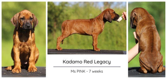 7wks_pink