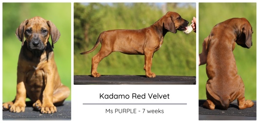 7wks_purple