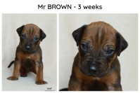 3weeks_brown