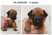 3weeks_orange