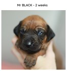 2weeks_black