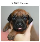 2weeks_blue