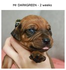2weeks_darkgreen