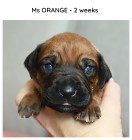 2weeks_orange
