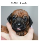 2weeks_pink