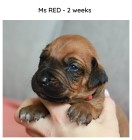 2weeks_red