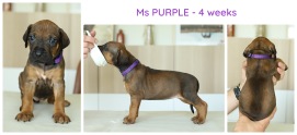 4wks_purple