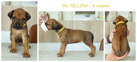 4wks_yellow