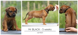 5wks_black