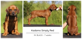 7wks_black
