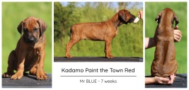 7wks_blue