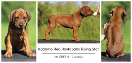 7wks_green