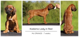 7wks_orange