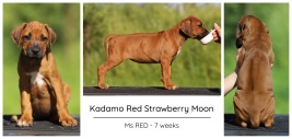 7wks_red