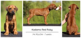 7wks_yellow