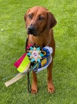 chloe_cert2