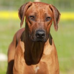 cooper13mån2